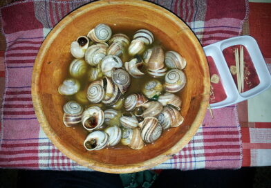 Snails Food in Maghreb