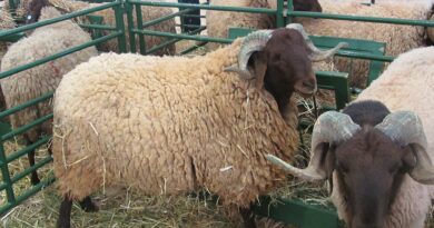 sheep morocco eid aldha