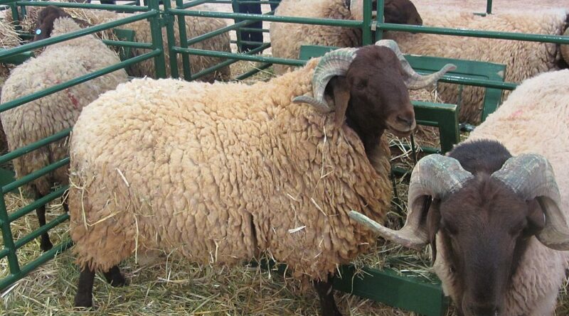 sheep morocco eid aldha