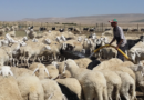 Algeria’s Massive Sheep Import Plan for Eid al-Adha